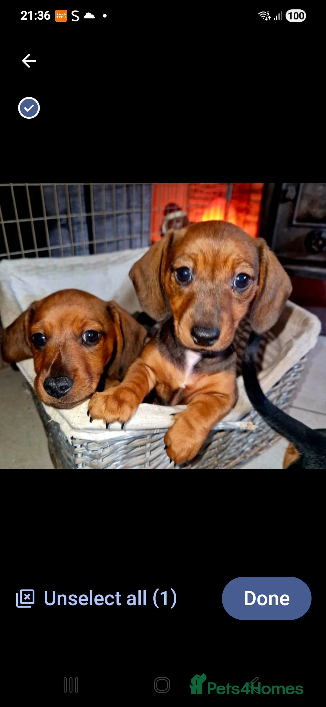 Miniature Dachshund dogs for sale: 1 Beautiful miniature dachshund puppy left - Advert 2