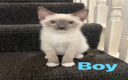 Ragdoll cats for sale: Adorable kittens Ragdoll for sale  - Image 10