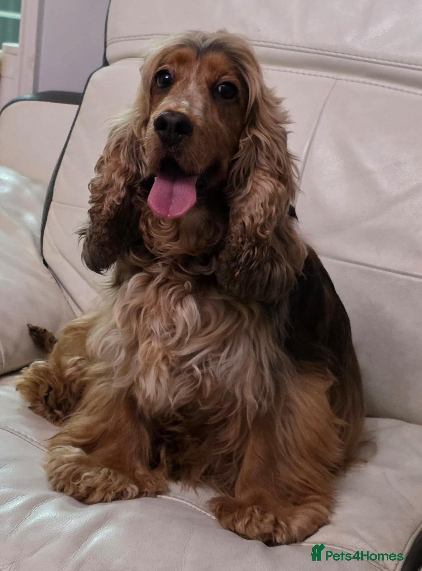 Cocker Spaniel dogs Sable Show Type Cocker Spaniels - Advert 1