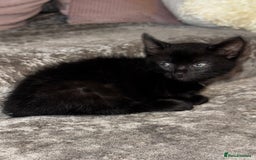 Mixed Breed cats for sale: 4 beautiful maincoon cross kittens 3 BOYS 1 GIRL - Image 2