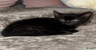 Mixed Breed cats - Advert 7