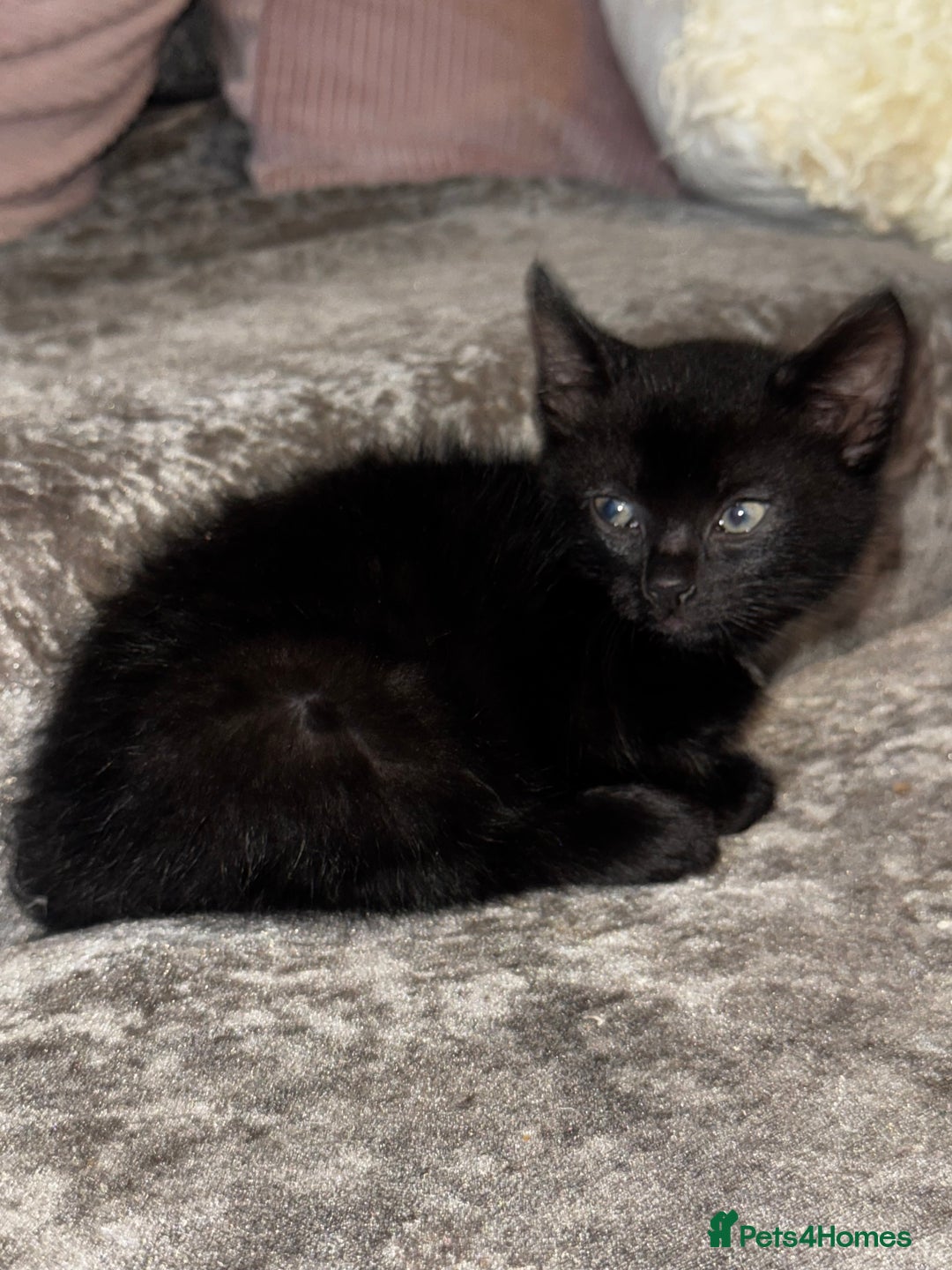 Mixed Breed cats for sale: 4 beautiful maincoon cross kittens 3 BOYS 1 GIRL - Image 2