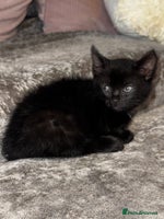 Mixed Breed cats - Advert 11