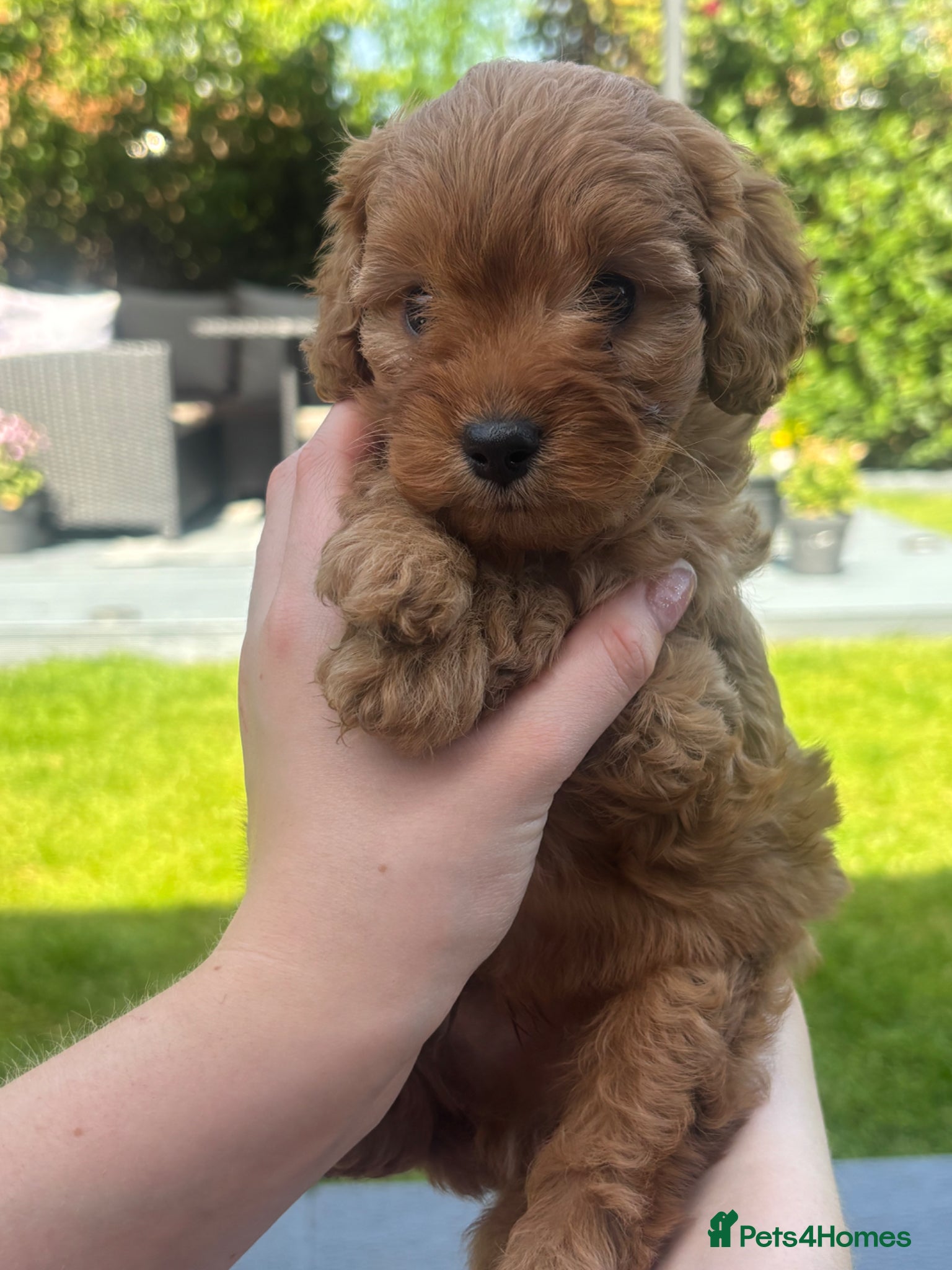 Cavapoo dogs One beautiful boy left  - Advert 15