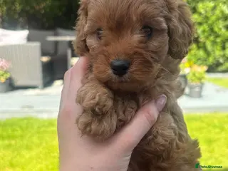 Cavapoo dogs One beautiful boy left - Advert 15