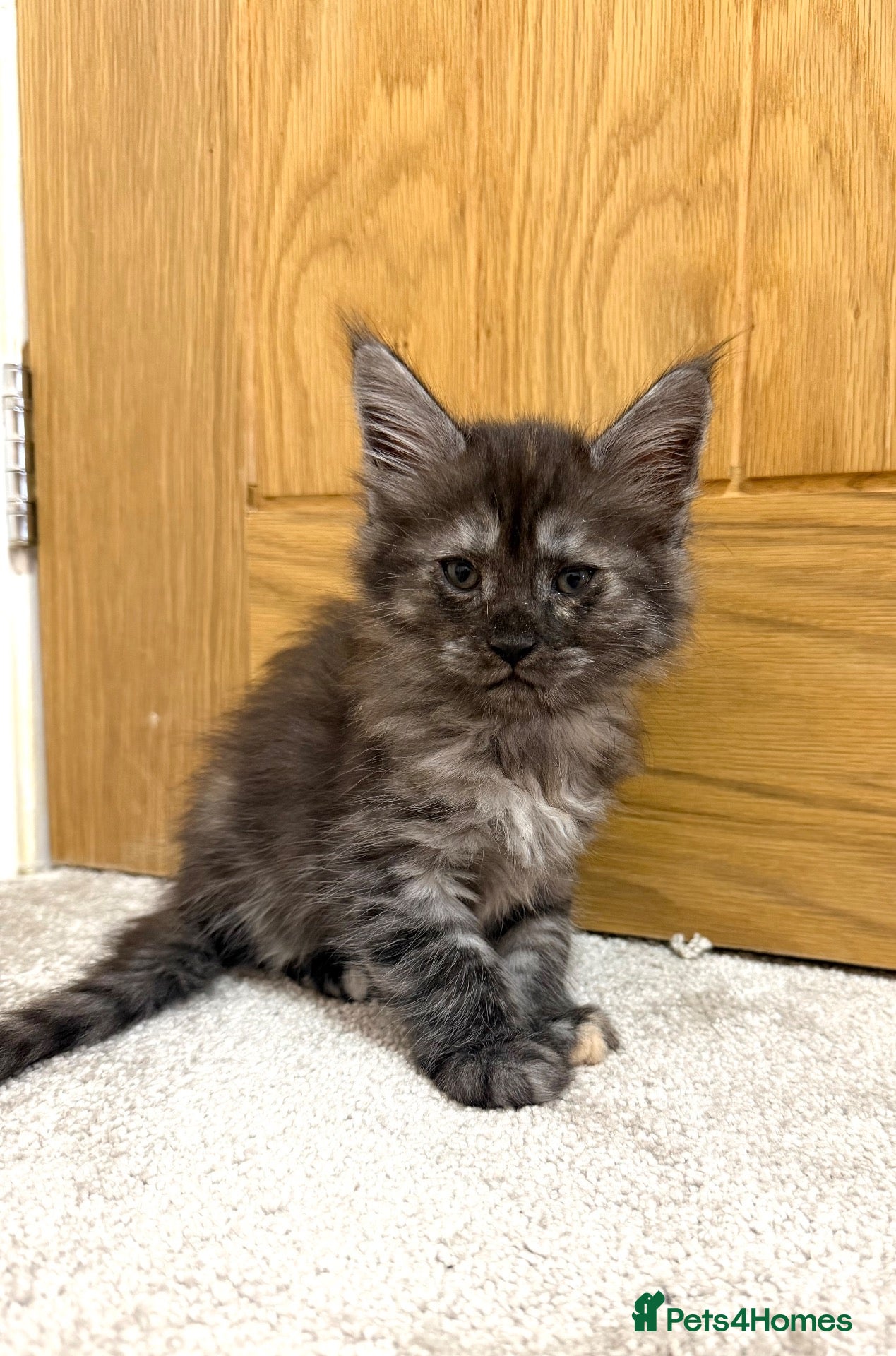 Maine Coon cats Stunning Fluffy Maine Coons - Advert 2