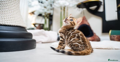 Bengal cats - Advert 8