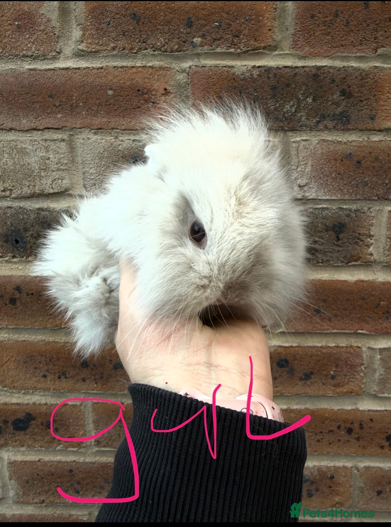 Mixed Breed rabbits Mini lop x lion head bunnies - Advert 7