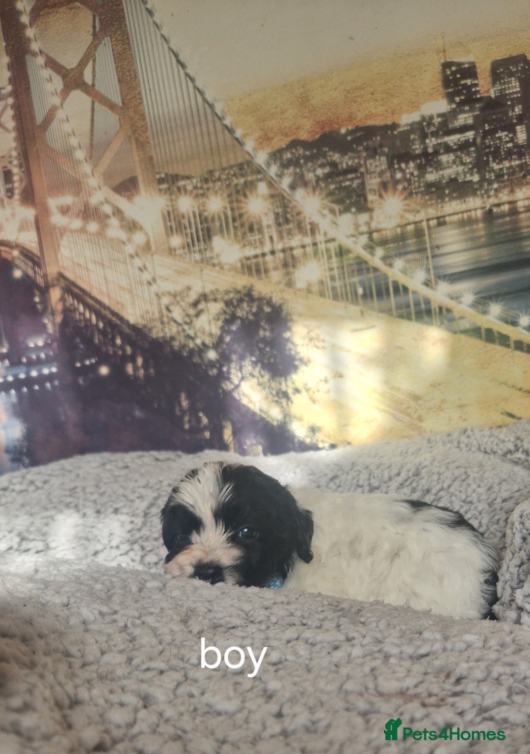 Cockapoo dogs for sale: 4 outstanding cockerpoos  - Image 7