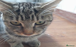 Bengal cats for sale: 1 Beautiful, Healthy Kitten - Image 21