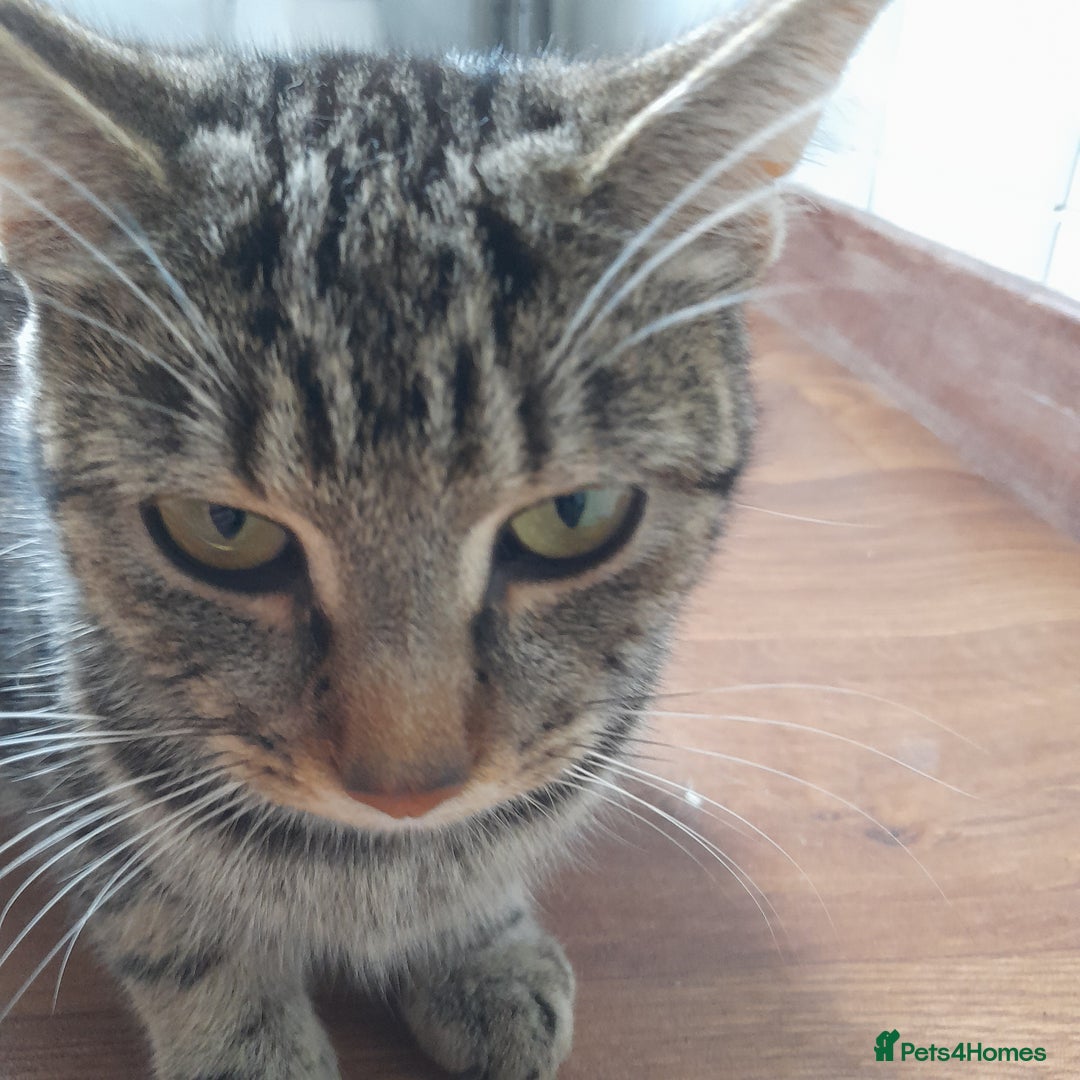 Bengal cats for sale: 1 Beautiful, Healthy Kitten - Image 21