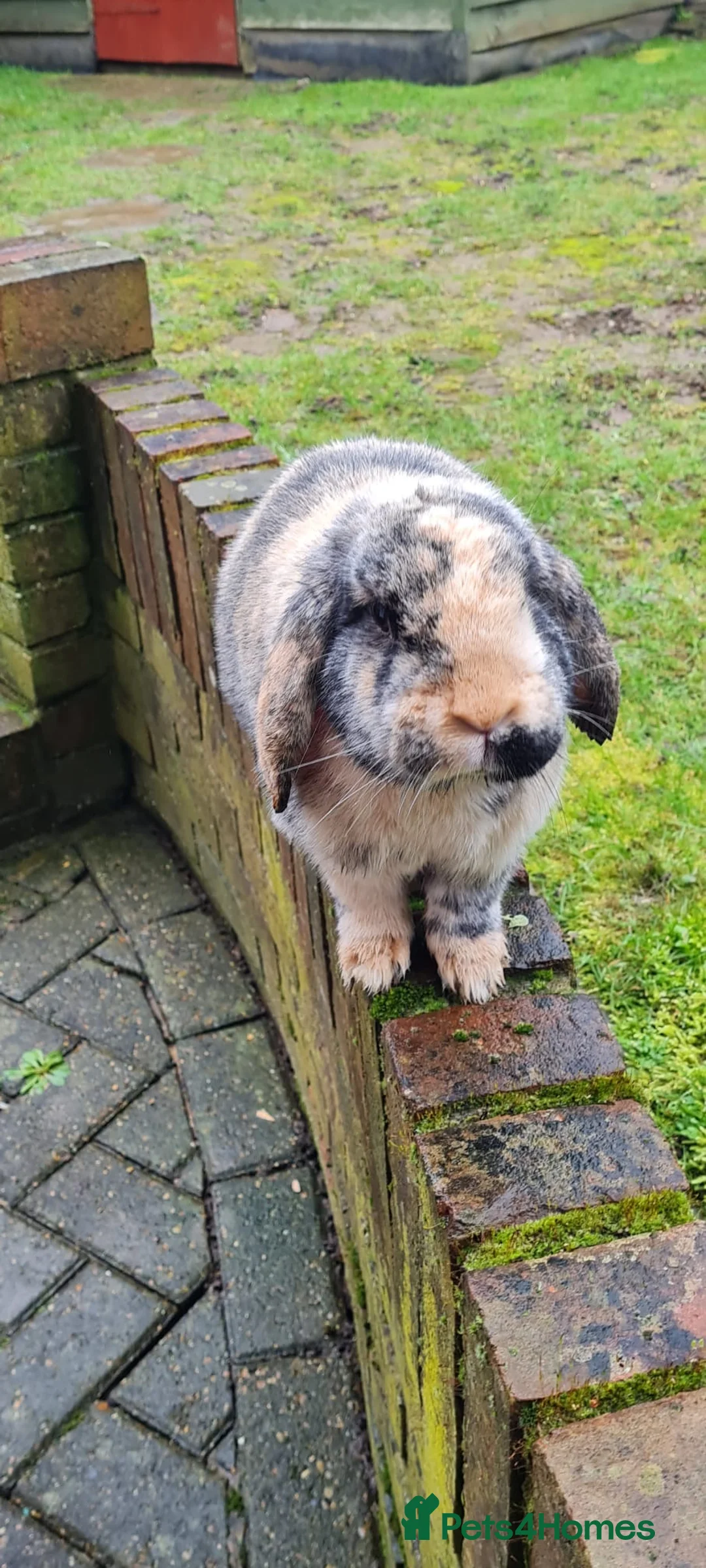 French Lop rabbits for sale: French lop for sale in Maidstone - Advert 7