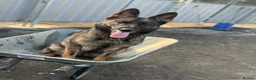 German Shepherd dogs for sale: Working lines German shepherd  - Advert 10