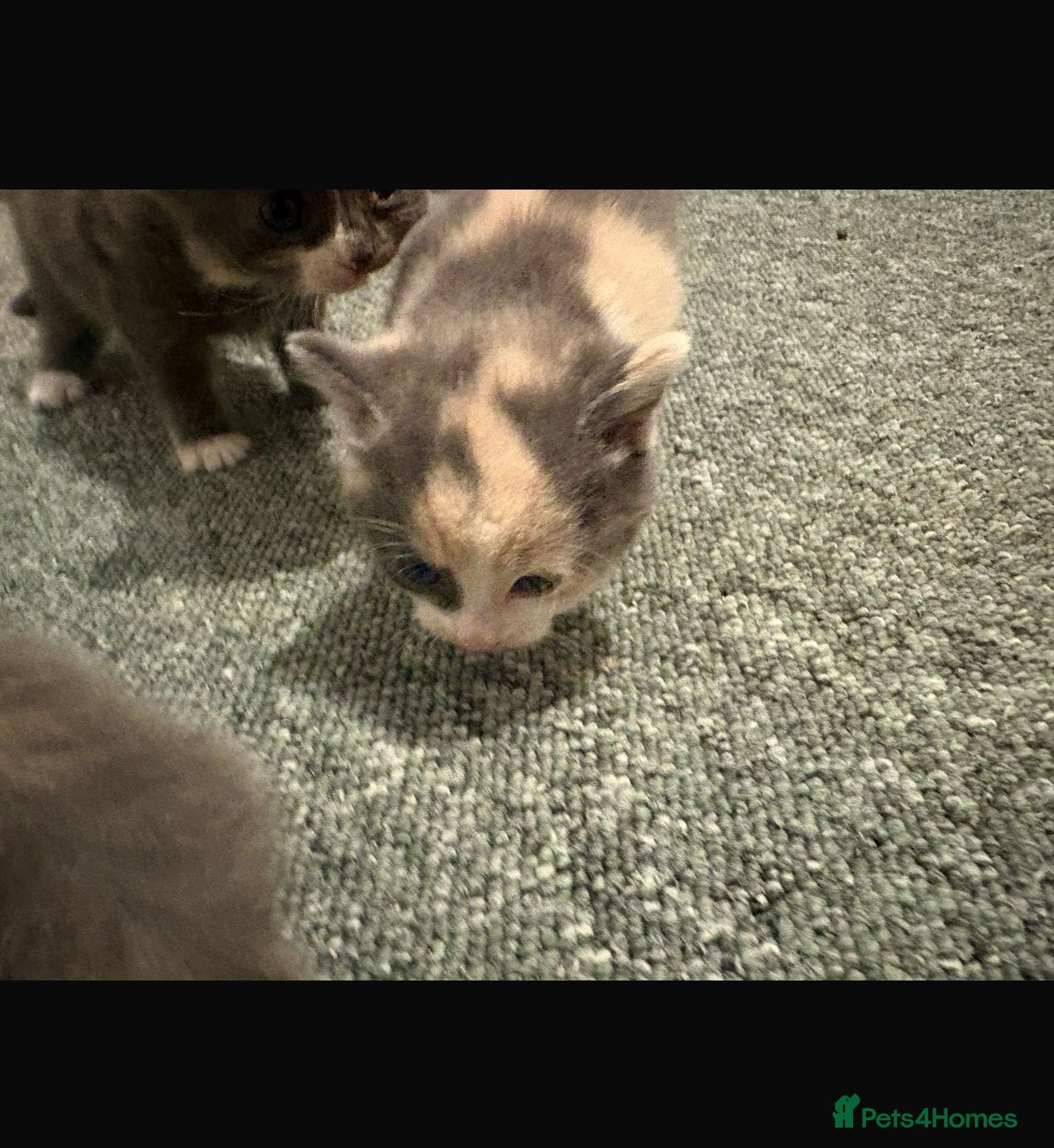 Mixed Breed cats Beautiful mixed grey kittens - Advert 1