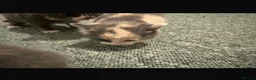 Mixed Breed cats for sale: Beautiful mixed grey kittens - Advert 6