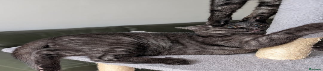 Selkirk Rex Kitten 2