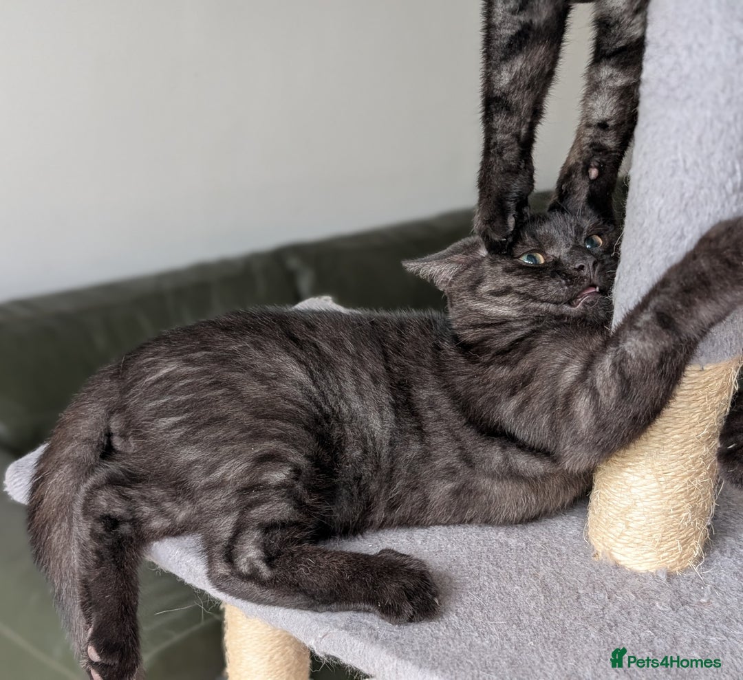 Selkirk Rex cats for sale: 😻 Stunning Selkirk Rex Mix Kittens 😻 - Image 23