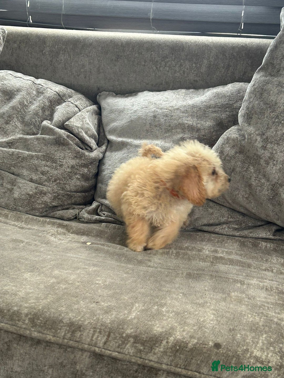 Jackapoo dogs for sale: Cream jackapoos f1b short legged  - Image 25