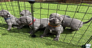 Staffordshire Bull Terrier dogs in Hengoed - Advert 2