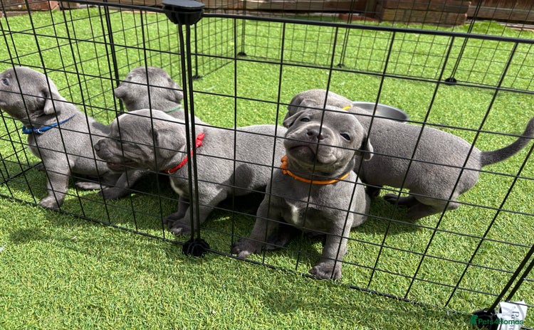 Staffordshire Bull Terrier dogs in Hengoed - Advert 4