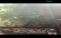 Gecko reptiles for sale: Crested geckos breeding pair - Image 6