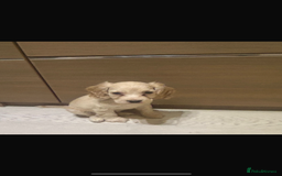 Cocker Spaniel dogs for sale: Beautiful cocker spaniels ❤️❤️ - Image 11