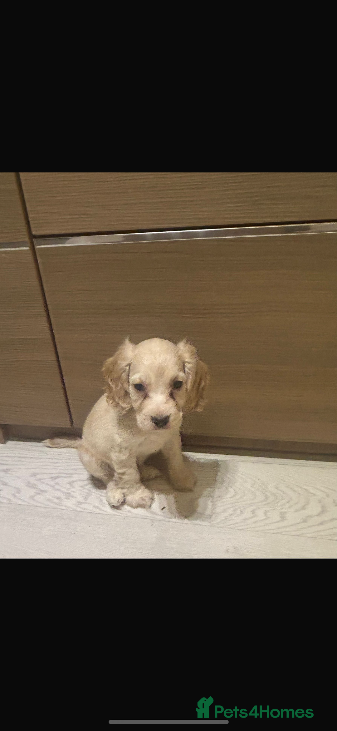 Cocker Spaniel dogs for sale: Beautiful cocker spaniels ❤️❤️ - Image 11