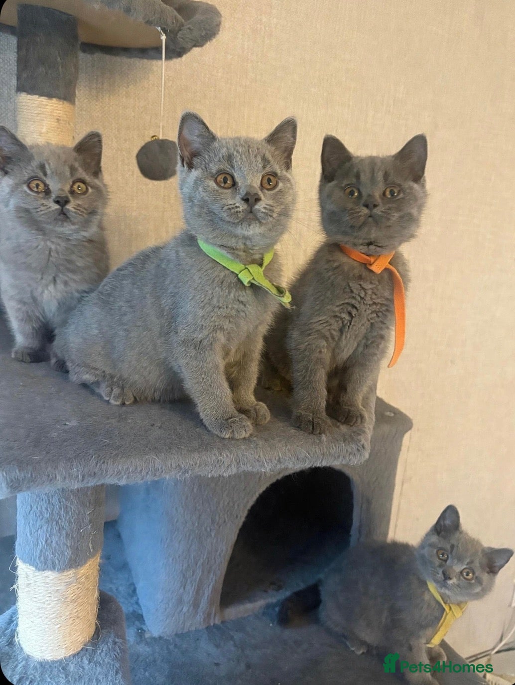 British Shorthair cats READY TO LEAVE - Stunning British shorthairs  - Advert 16