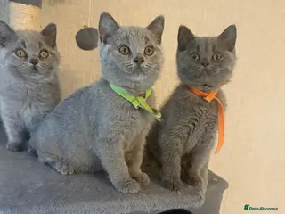 British Shorthair cats READY TO LEAVE - Stunning British shorthairs - Advert 16