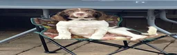 English Springer Spaniel dogs for sale: Springer spaniel girl in Hook - Advert 4