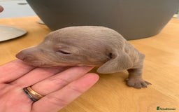 Dachshund dogs for sale: Miniature dachshunds  - Image 11