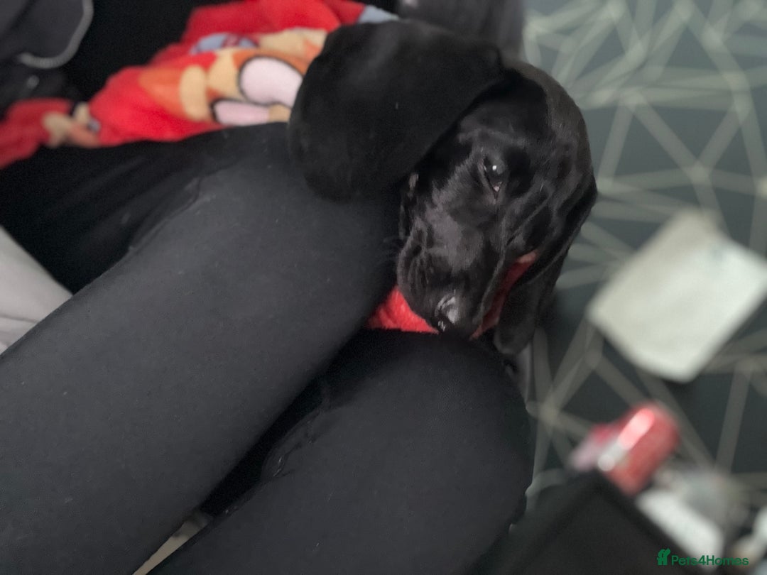 Dachshund dogs for sale: 7 month old  - Advert 8