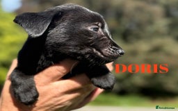 Labrador Retriever dogs for sale: Outstanding DRAKESHEAD working Labrador Puppies  - Image 12
