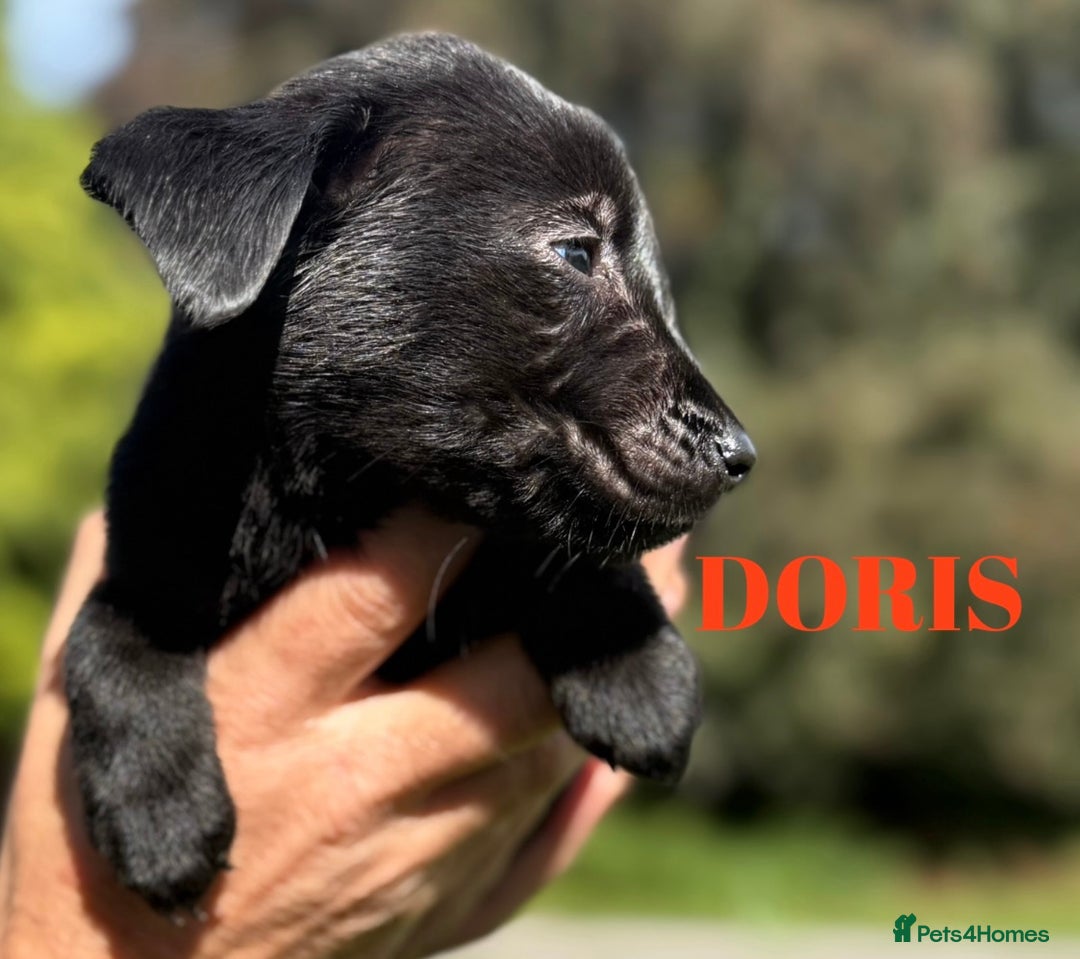 Labrador Retriever dogs for sale: Outstanding DRAKESHEAD working Labrador Puppies  - Image 12