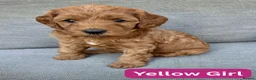 Cockapoo dogs for sale: ❤️ Stunning Health-Tested Red Cockapoo Puppies ❤️ in Edenbridge - Advert 9