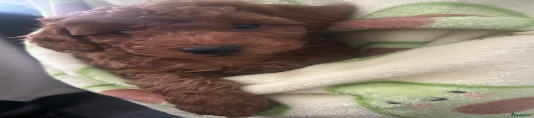 Cavapoo Puppy 3