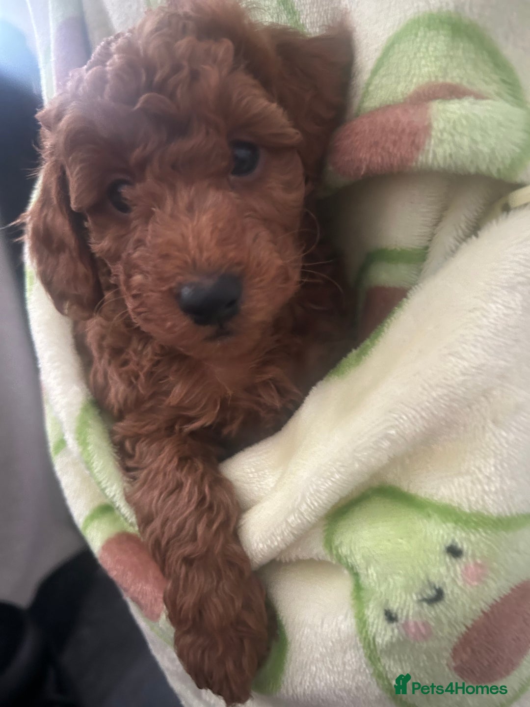 Cavapoo dogs for sale: Cavapoo puppies for sale - Image 13