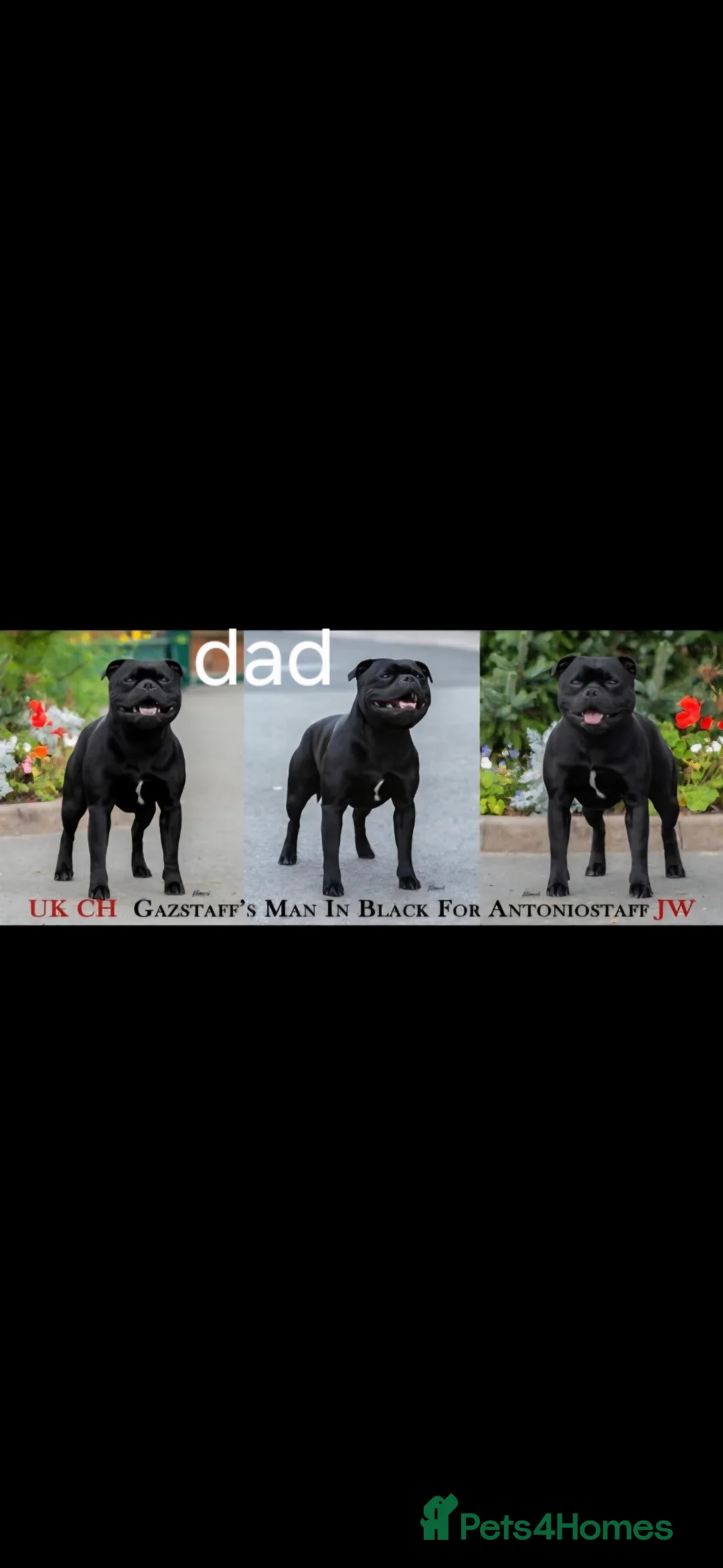 Staffordshire Bull Terrier dogs for sale: Stunning KC staffordshire bull terrier puppies  - Advert 11