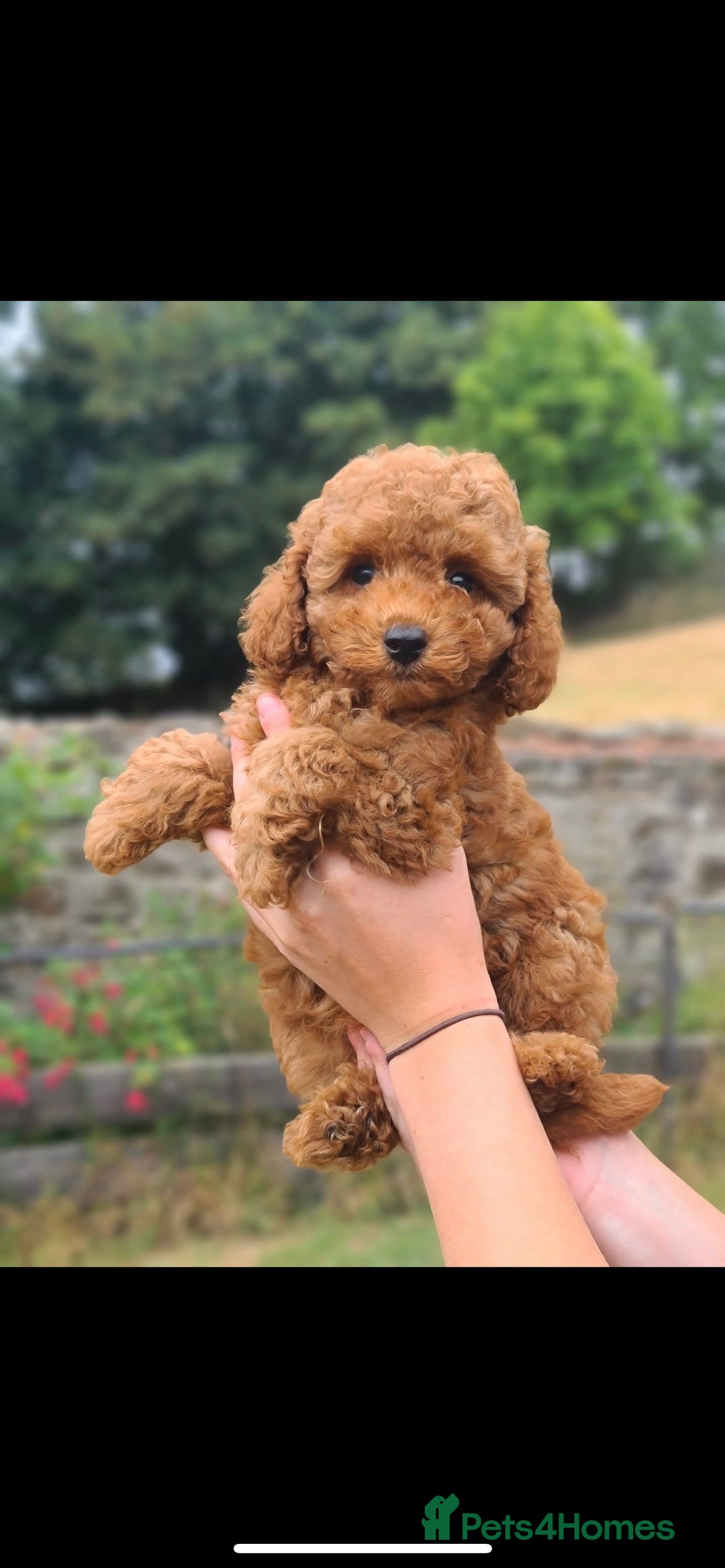 Toy Poodle dogs for stud: Leo Toy Poodle fox red Stud in Telford - Advert 16