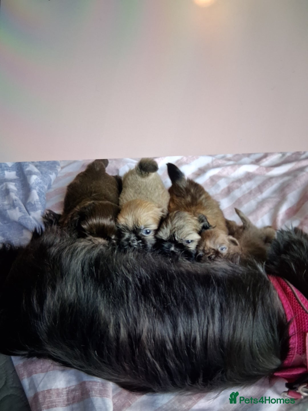 Shih Tzu dogs for sale: Imperial shishi shih tzu - Image 2