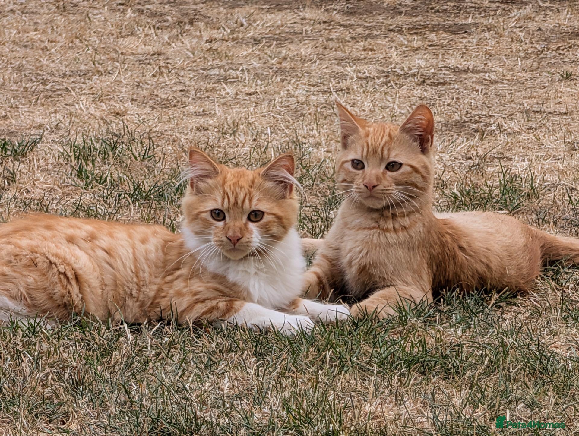Bengal cats Bengal/Norwegian Forest kittens-NEW PICS!! - Advert 1