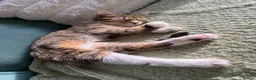 Siamese cats for sale: Willow  - Advert 13