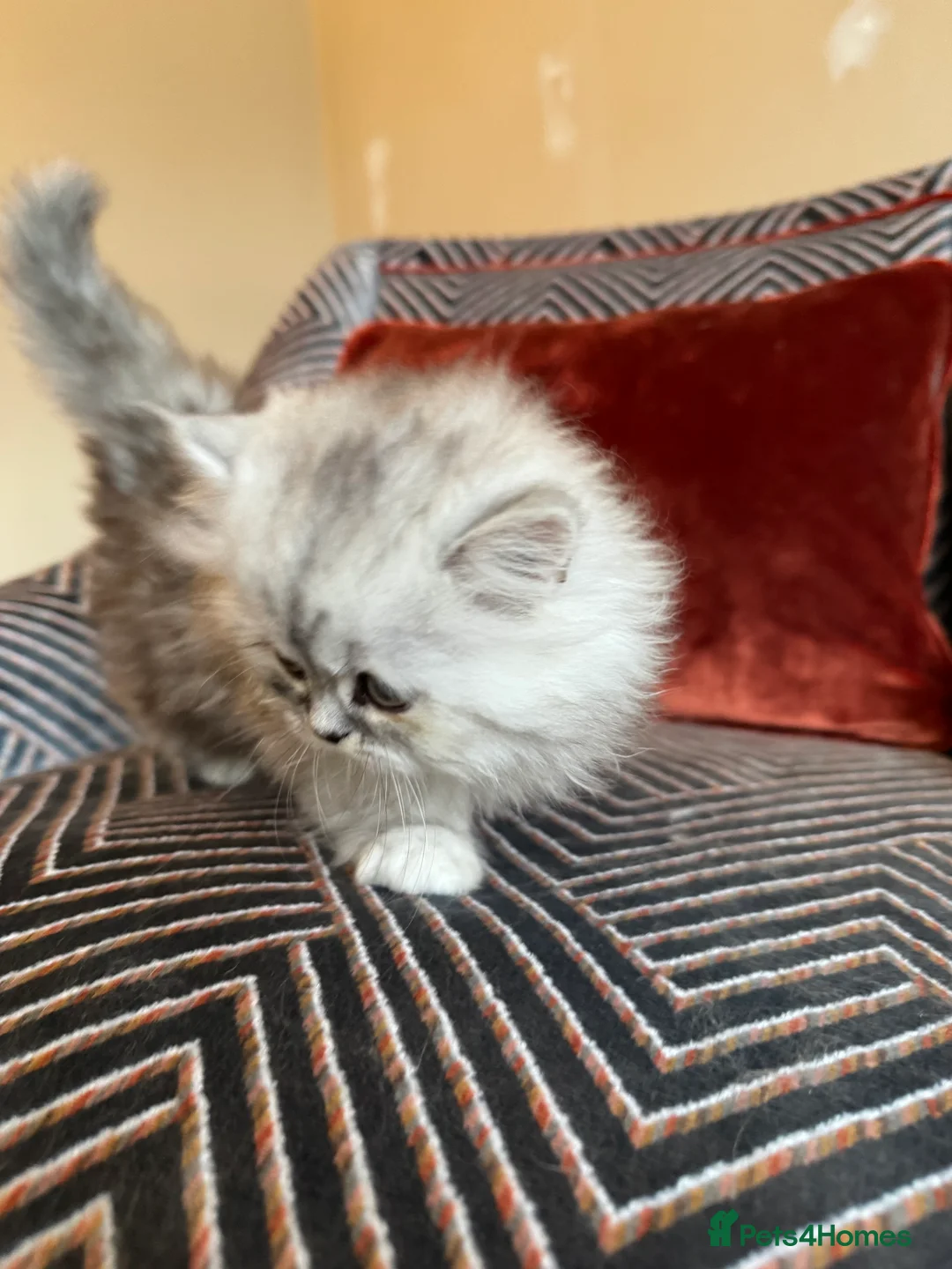 Persian cats for sale: Beautiful gentle silver grey Persian girl, 9 weeks - Advert 6