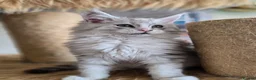 Maine Coon cats for sale: Ready now Silver with white Maine Coon kittens - Advert 5