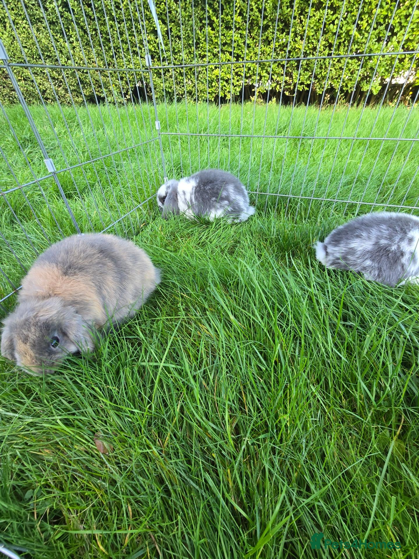 Mini Lop rabbits Mini lops *3 Girls, 1 Boy* - Advert 1