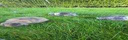 Mini Lop rabbits for sale: Mini lops *3 Girls, 1 Boy* - Advert 1