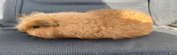 Guinea Pig rodents for sale: Swiss Sows For Sale - Advert 4