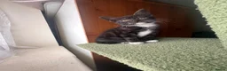 Mixed Breed cats for sale: Beautiful playful loving kittens  - Advert 7