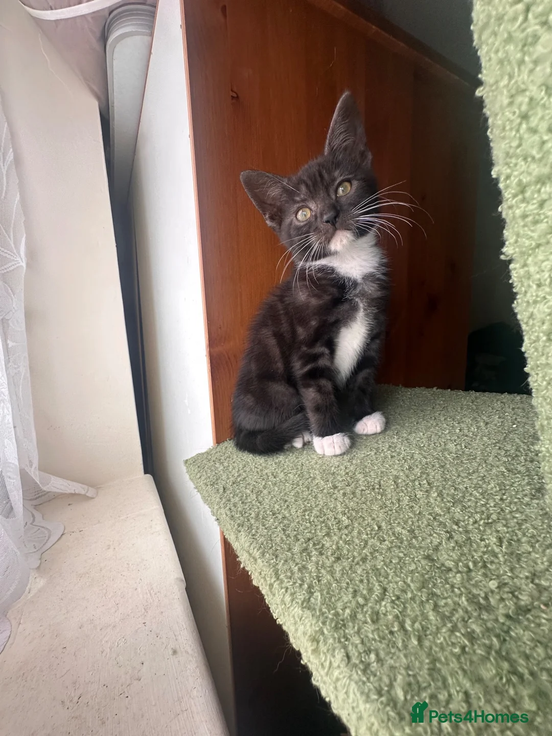 Mixed Breed cats for sale: Beautiful playful loving kittens  - Advert 7