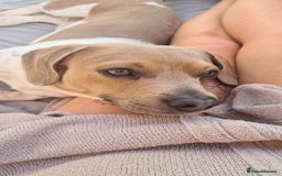 Mixed Breed dogs for sale: Minautre daschund/french bulldog  - Image 6